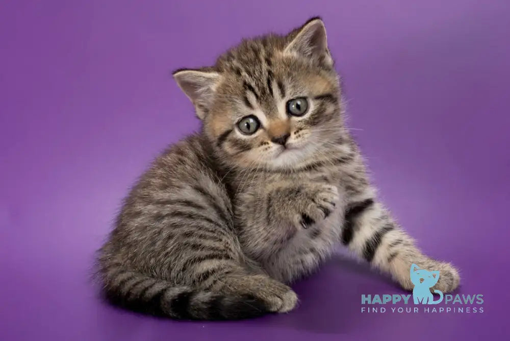 Beatrice British Shorthair female black spotted tabby live animals