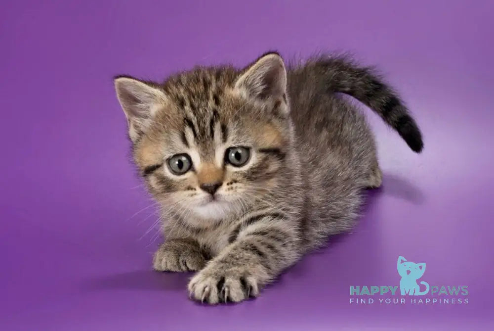 Beatrice British Shorthair female black spotted tabby live animals