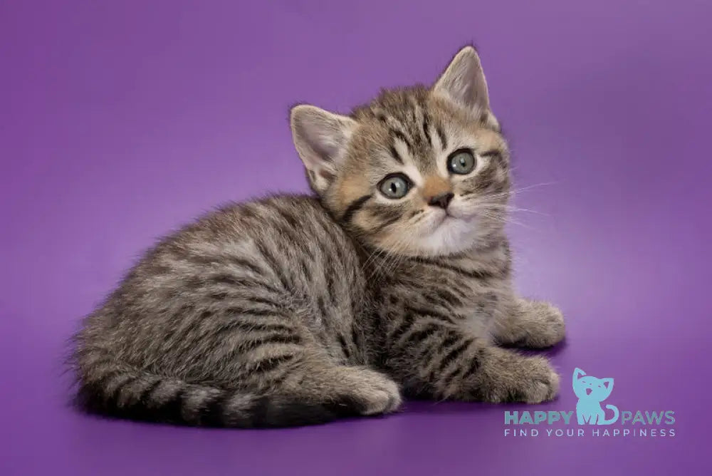 Beatrice British Shorthair female black spotted tabby live animals