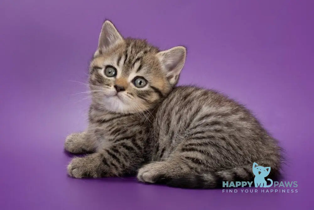 Beatrice British Shorthair female black spotted tabby live animals