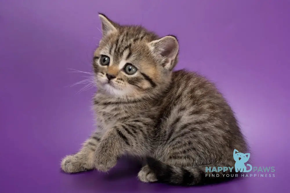 Beatrice British Shorthair female black spotted tabby live animals