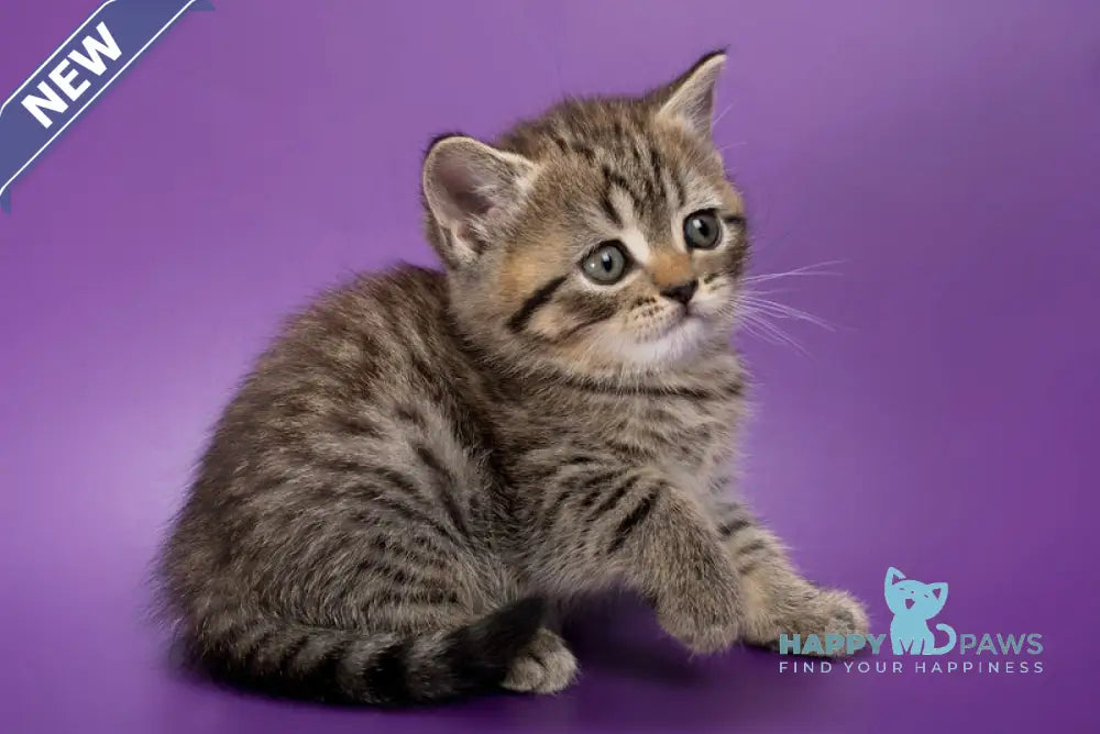 Beatrice British Shorthair female black spotted tabby live animals