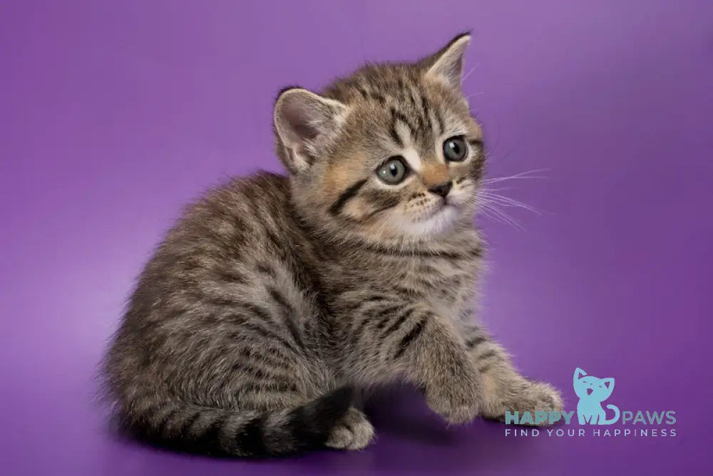 Beatrice British Shorthair female black spotted tabby live animals