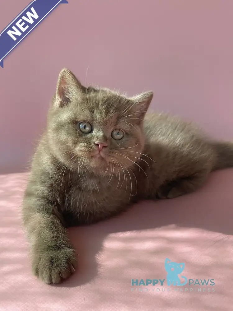 Beatrice British Shorthair female cinnamon live animals