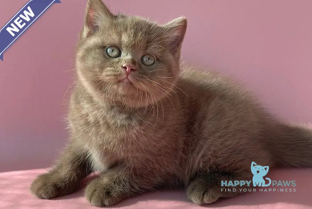 Beatrice British Shorthair female cinnamon live animals