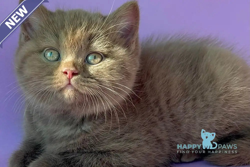 Beatrice British Shorthair female cinnamon live animals