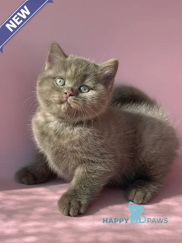 Beatrice British Shorthair female cinnamon live animals