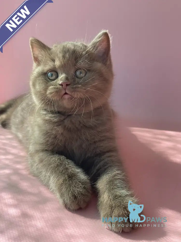 Beatrice British Shorthair female cinnamon live animals