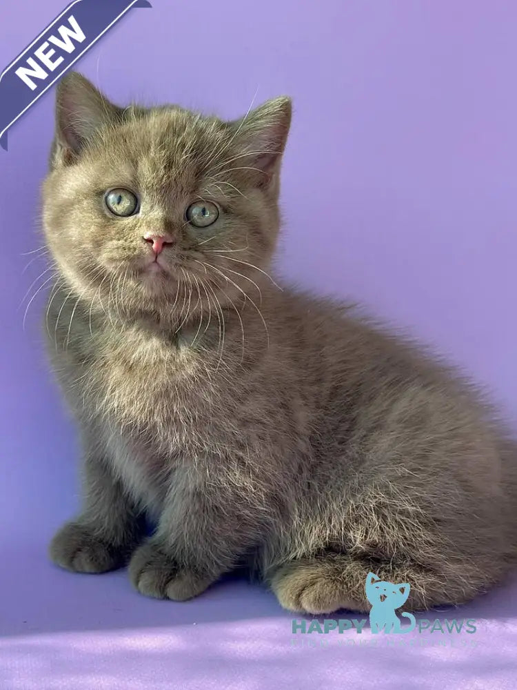 Beatrice British Shorthair female cinnamon live animals