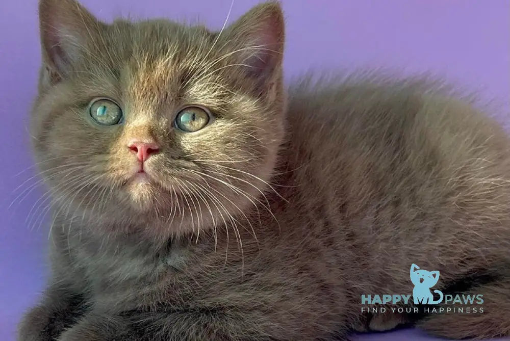 Beatrice British Shorthair female cinnamon live animals