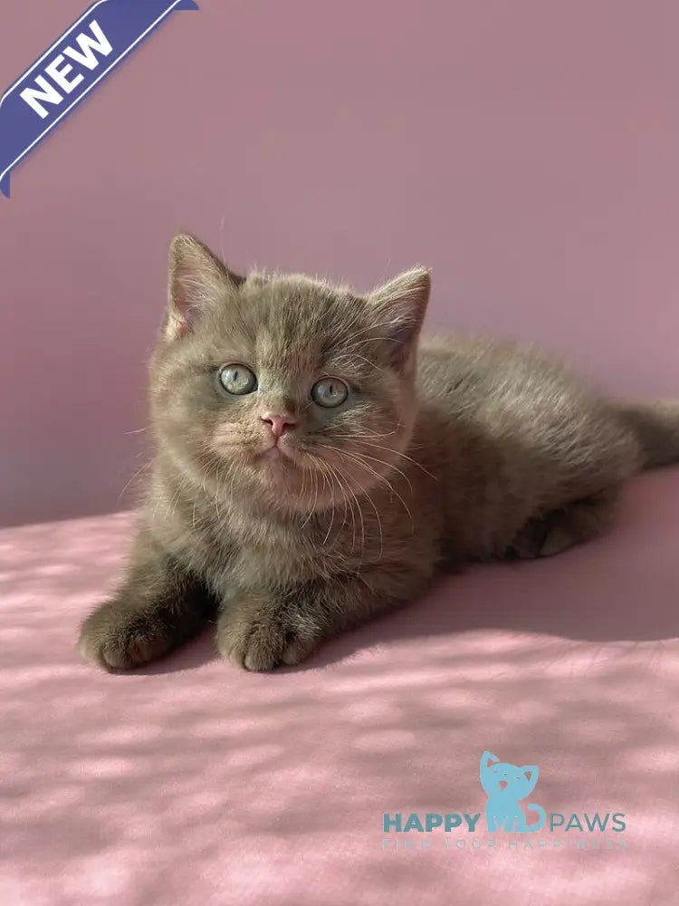 Beatrice British Shorthair female cinnamon live animals