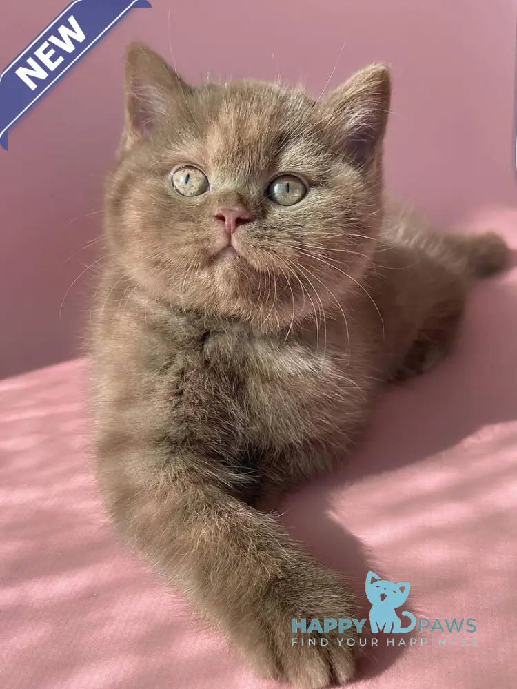 Beatrice British Shorthair female cinnamon live animals