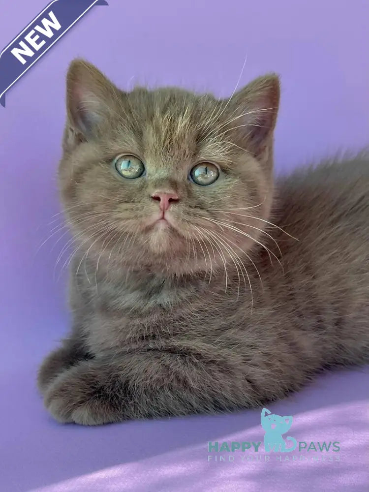 Beatrice British Shorthair female cinnamon live animals
