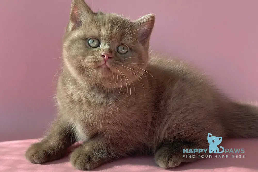 Beatrice British Shorthair female cinnamon live animals