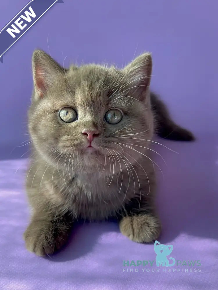 Beatrice British Shorthair female cinnamon live animals