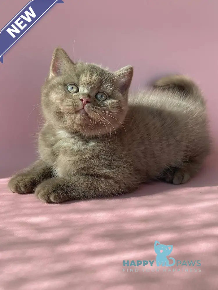 Beatrice British Shorthair female cinnamon live animals