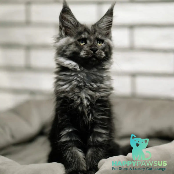Beatrice Maine Coon female black silver - live animals