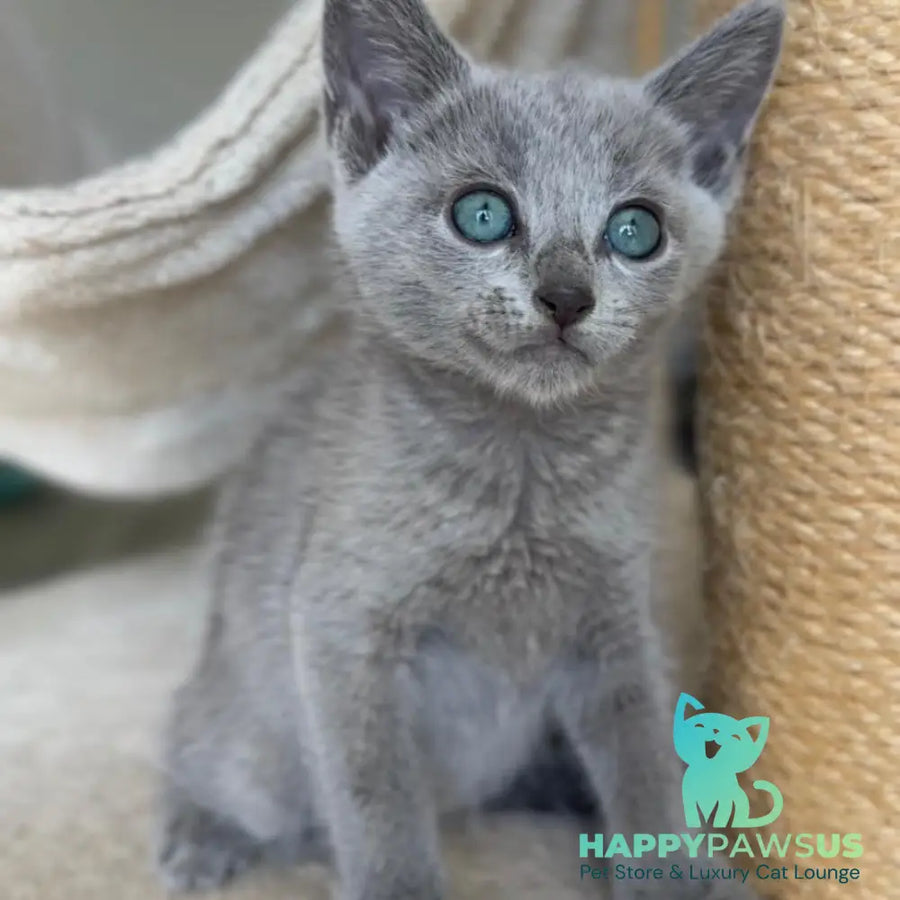 Beatrice Victory Grace Russian Blue female blue - live animals