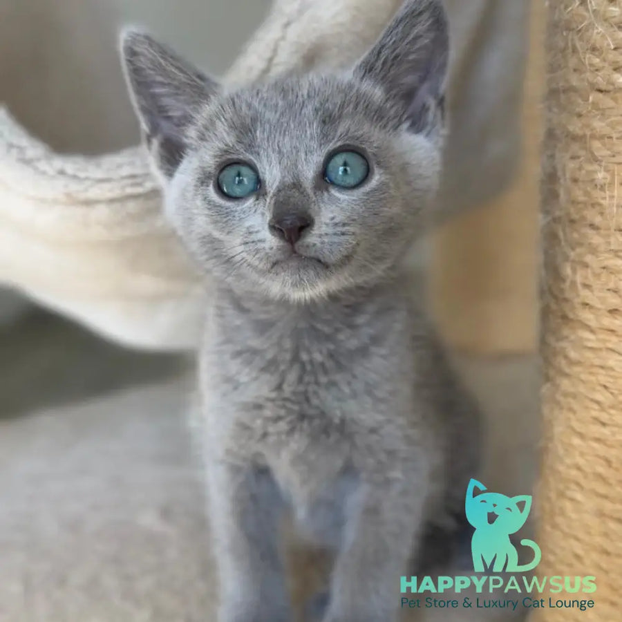 Beatrice Victory Grace Russian Blue female blue - live animals