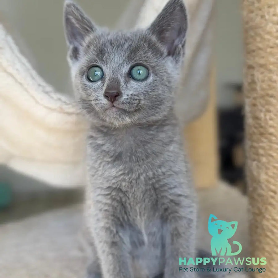 Beatrice Victory Grace Russian Blue female blue - live animals