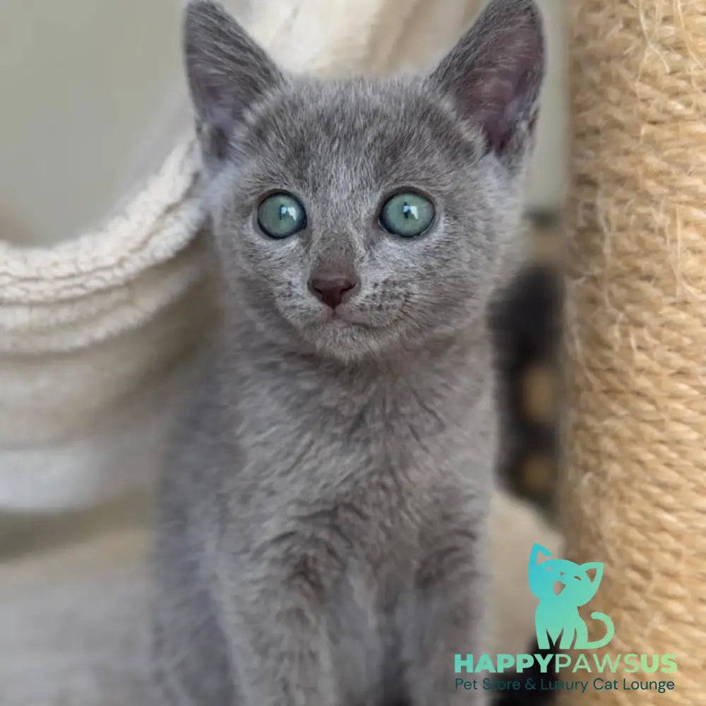 Beatrice Victory Grace Russian Blue female blue - live animals