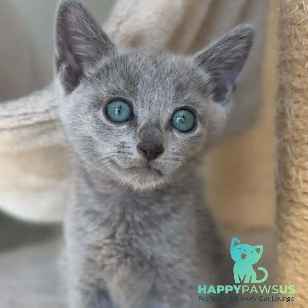 Beatrice Victory Grace Russian Blue female blue - live animals