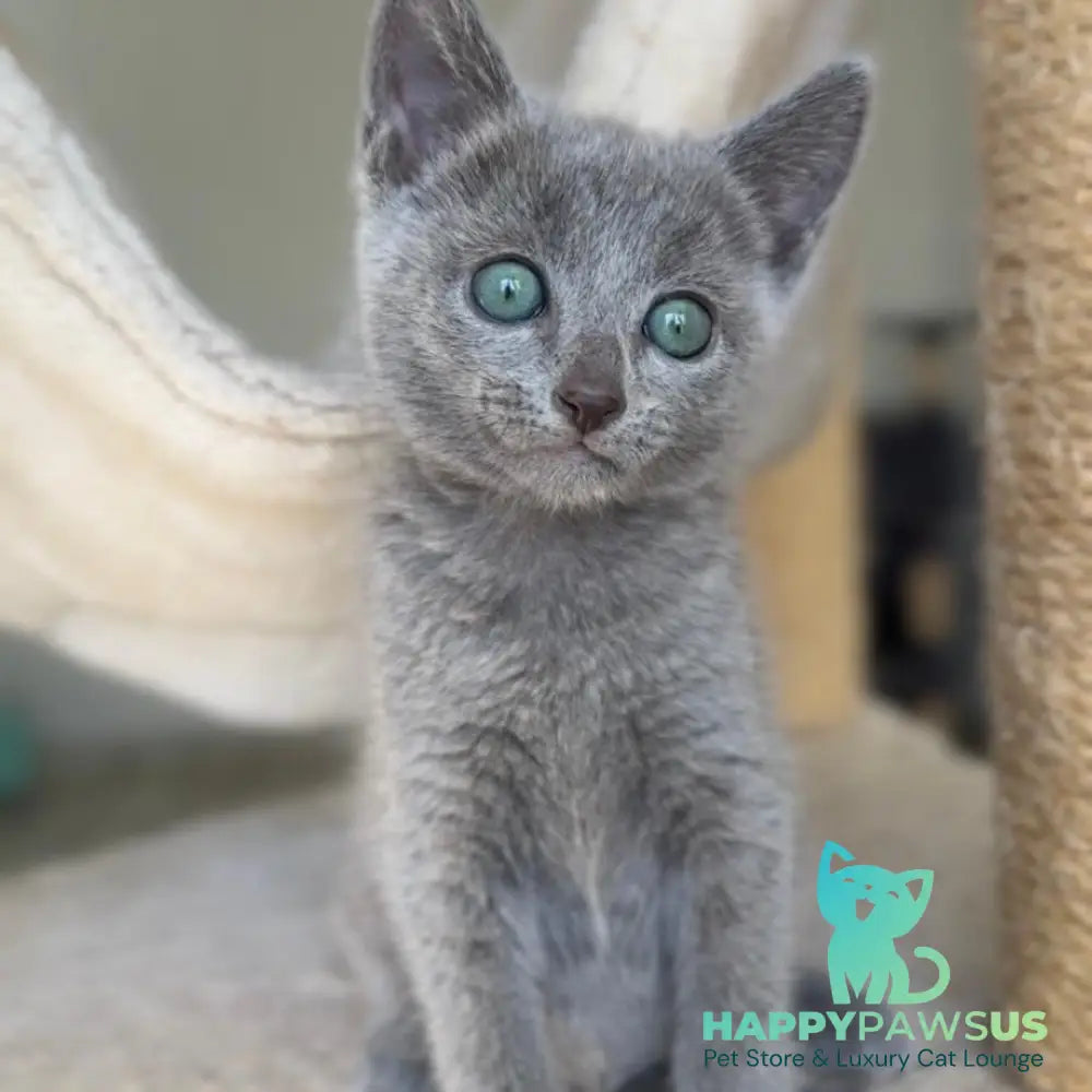 Beatrice Victory Grace Russian Blue female blue - live animals