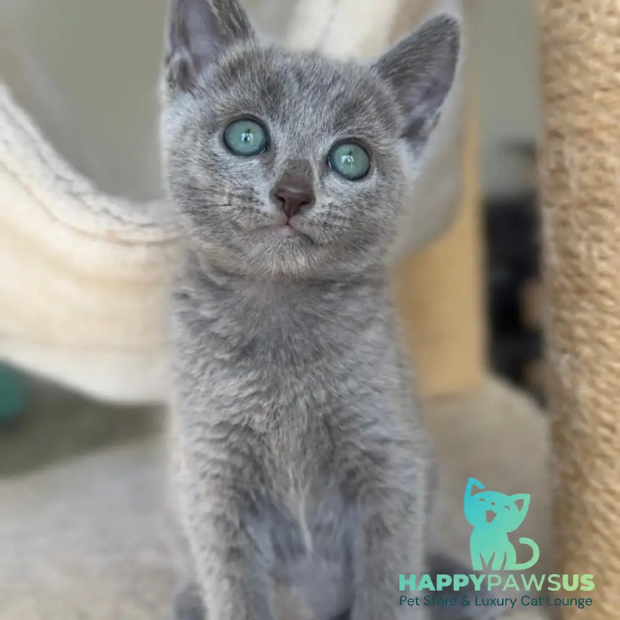 Beatrice Victory Grace Russian Blue female blue - live animals