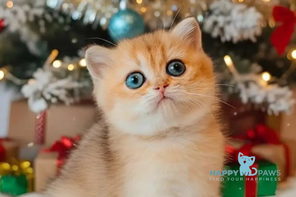 Beatrix Scottish Straight female black golden ticked tabby live animals