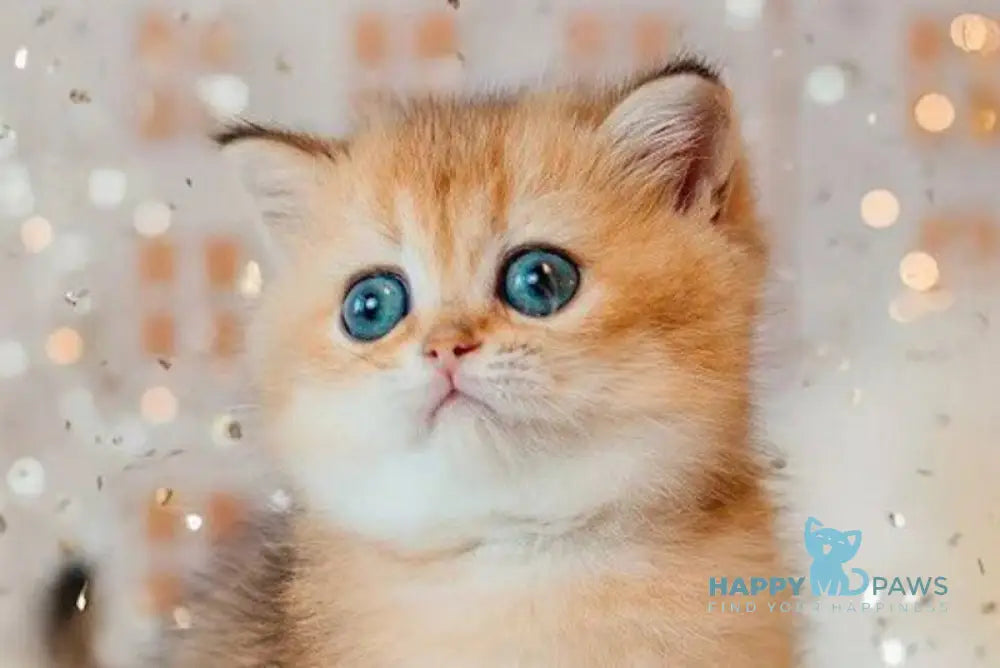 Beatrix Scottish Straight female black golden ticked tabby live animals