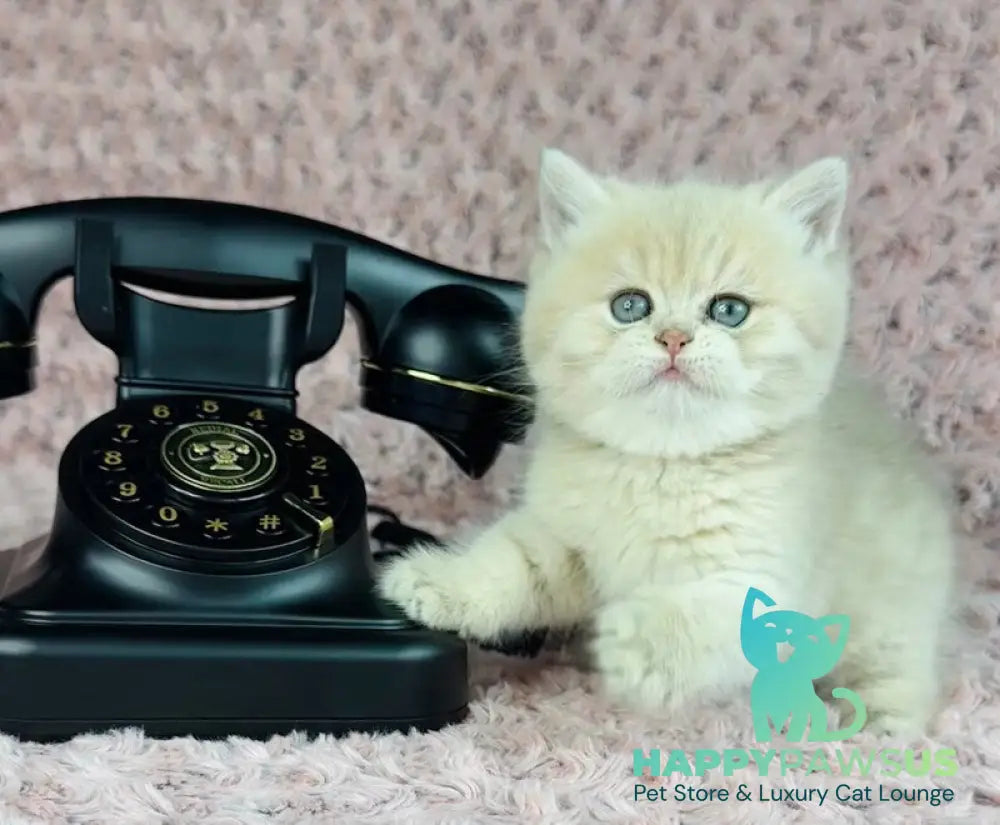 Beautiful Anita British Shorthair female lilac golden spotted tabby - live animals