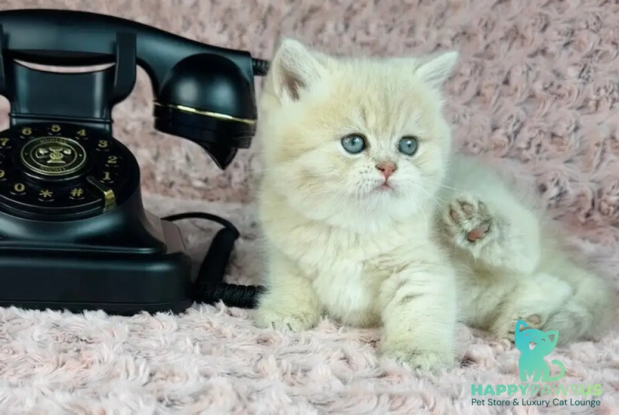 Beautiful Anita British Shorthair female lilac golden spotted tabby - live animals