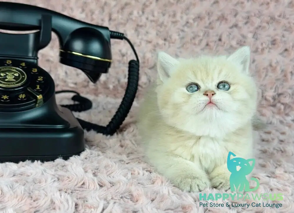 Beautiful Anita British Shorthair female lilac golden spotted tabby - live animals