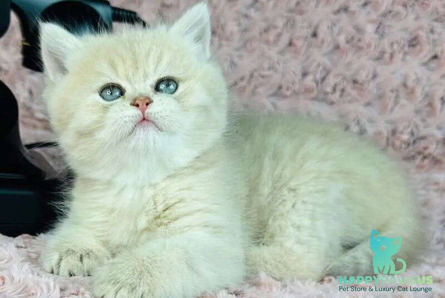Beautiful Anita British Shorthair female lilac golden spotted tabby - live animals