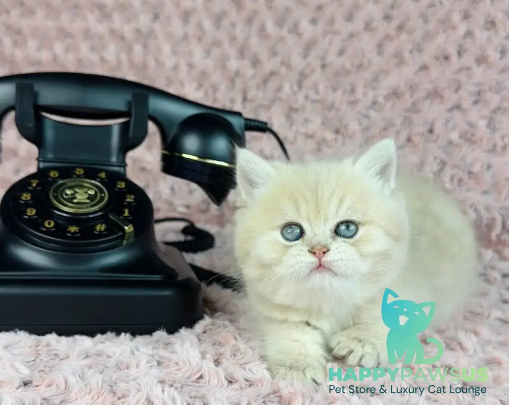Beautiful Anita British Shorthair female lilac golden spotted tabby - live animals