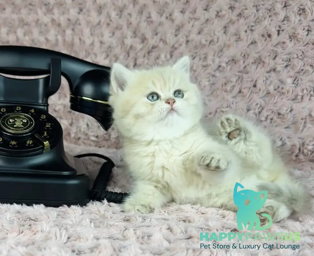 Beautiful Anita British Shorthair female lilac golden spotted tabby - live animals