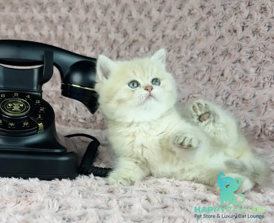 Beautiful Anita British Shorthair female lilac golden spotted tabby - live animals