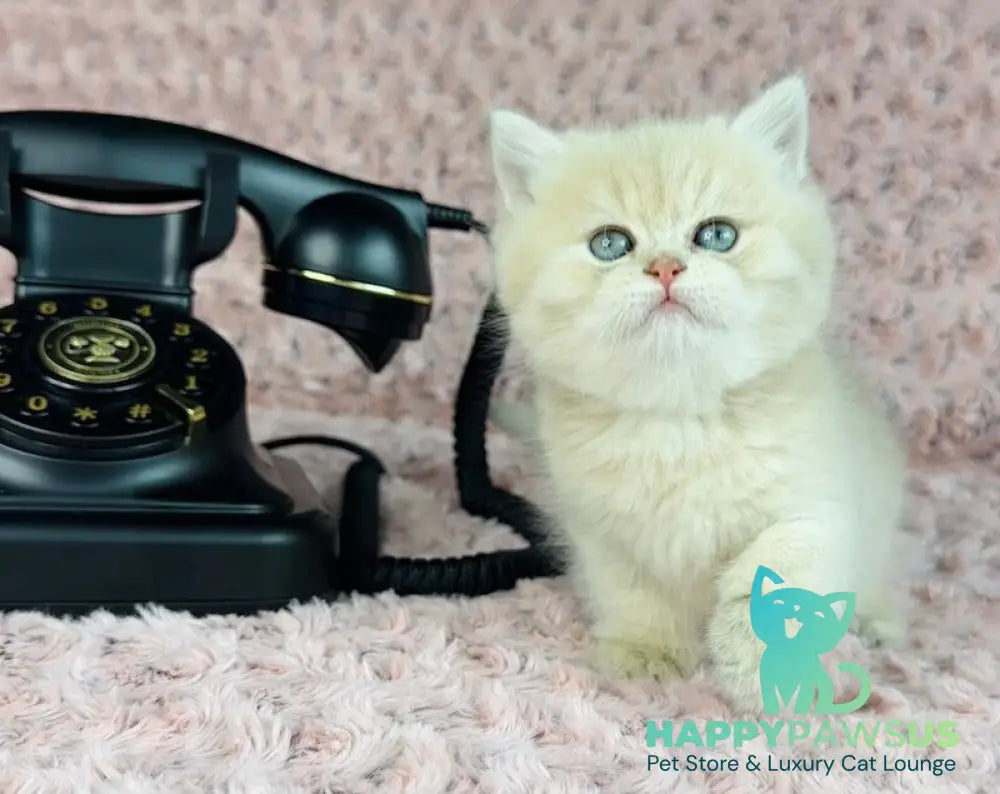 Beautiful Anita British Shorthair female lilac golden spotted tabby - live animals