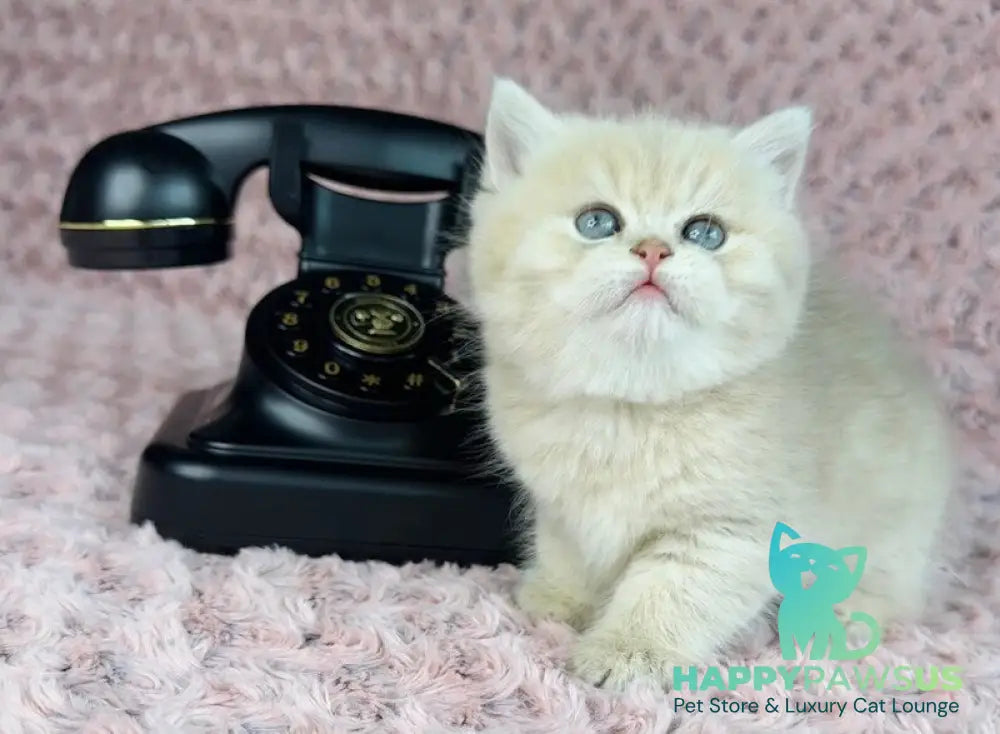 Beautiful Anita British Shorthair female lilac golden spotted tabby - live animals