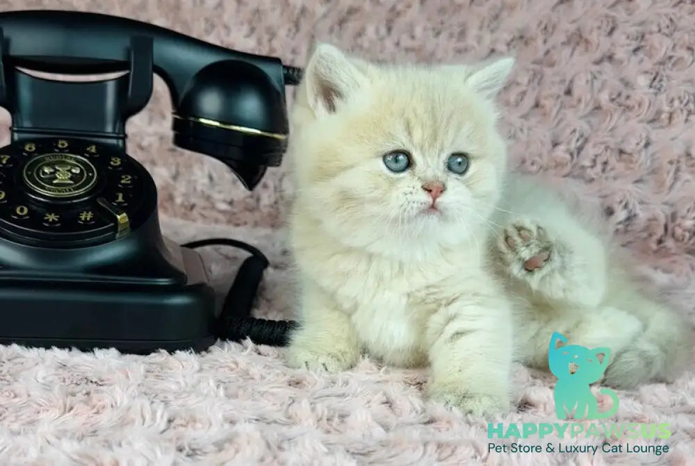 Beautiful Anita British Shorthair female lilac golden spotted tabby - live animals