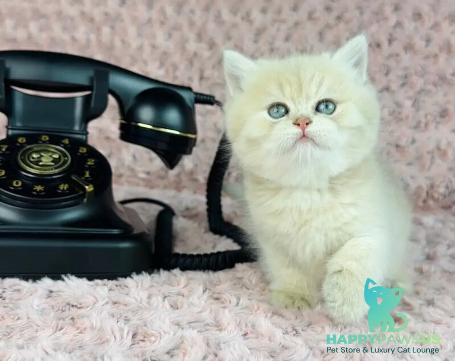 Beautiful Anita British Shorthair female lilac golden spotted tabby - live animals