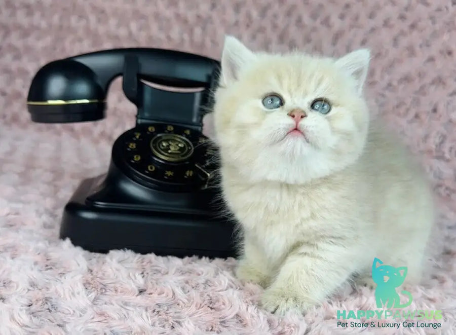 Beautiful Anita British Shorthair female lilac golden spotted tabby - live animals