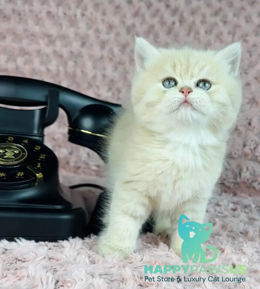 Beautiful Anita British Shorthair female lilac golden spotted tabby - live animals
