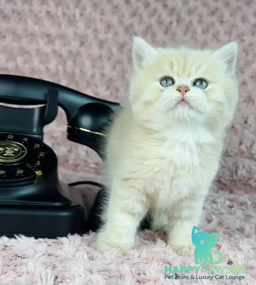Beautiful Anita British Shorthair female lilac golden spotted tabby - live animals