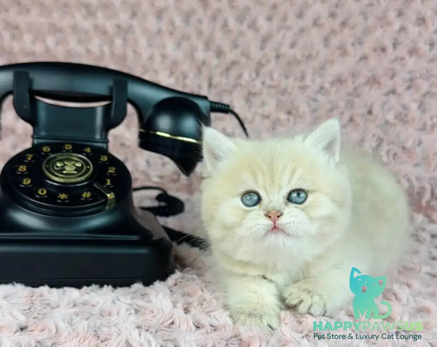 Beautiful Anita British Shorthair female lilac golden spotted tabby - live animals