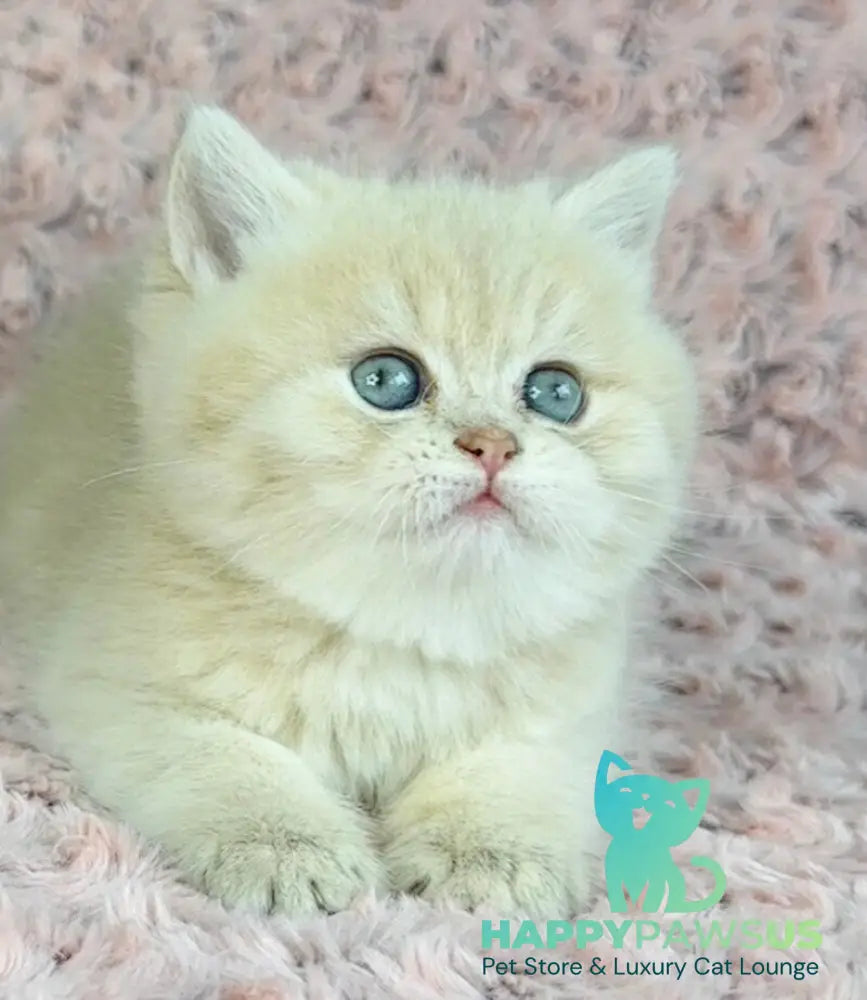 Beautiful Anita British Shorthair female lilac golden spotted tabby - live animals