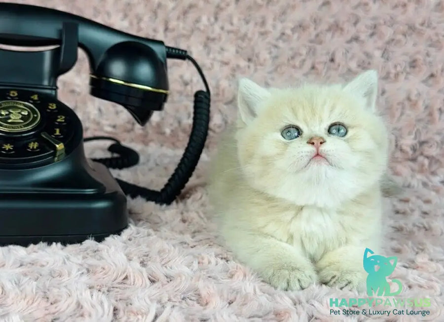 Beautiful Anita British Shorthair female lilac golden spotted tabby - live animals