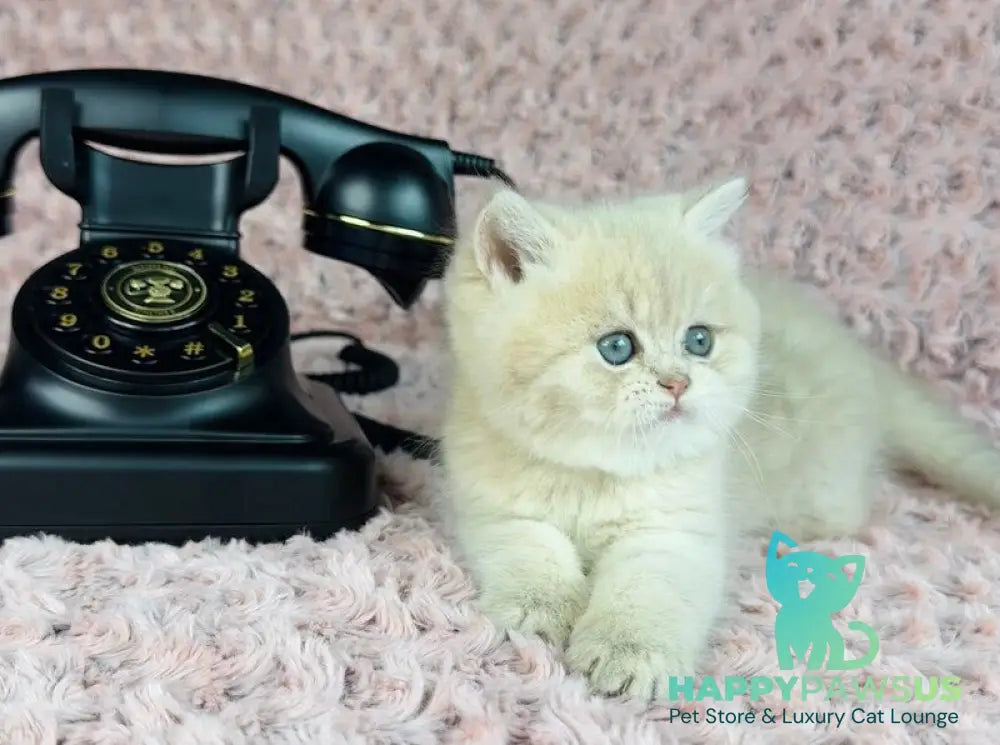Beautiful Anita British Shorthair female lilac golden spotted tabby - live animals