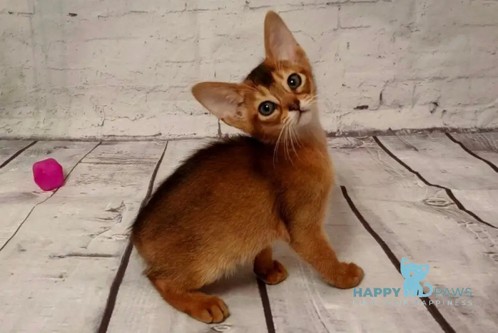Beautiful Daphne Abyssinian female black live animals