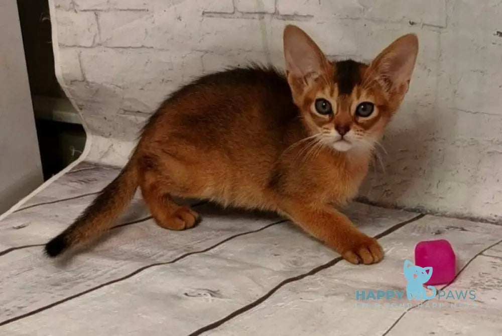 Beautiful Daphne Abyssinian female black live animals